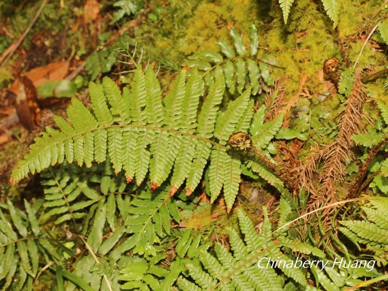 Dryopteris kawakamii photo 5