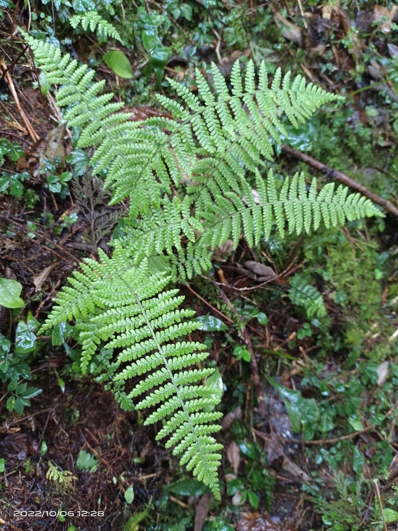 Dryopteris kawakamii photo 6