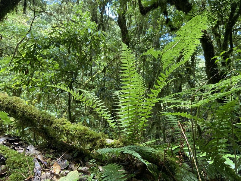Dryopteris kawakamii photo 7