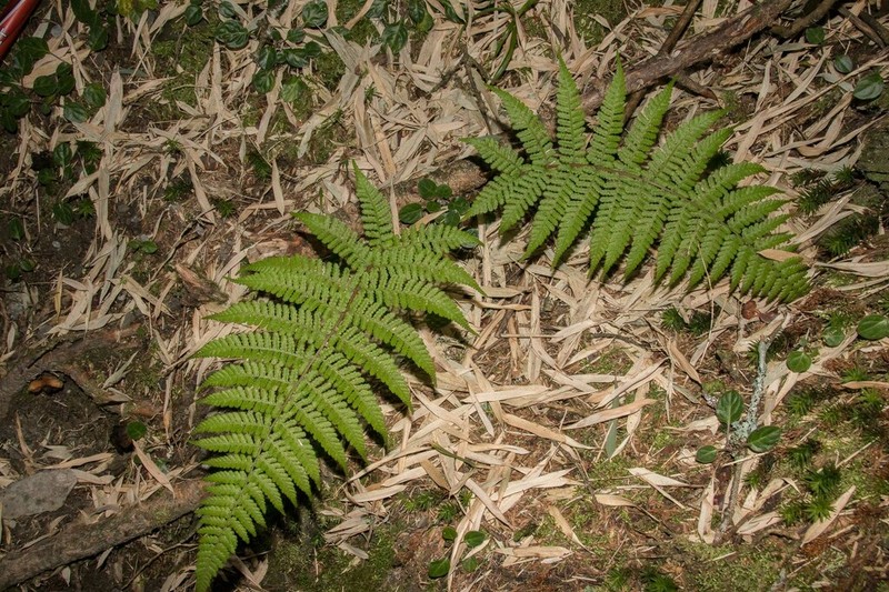 Dryopteris kawakamii photo 8