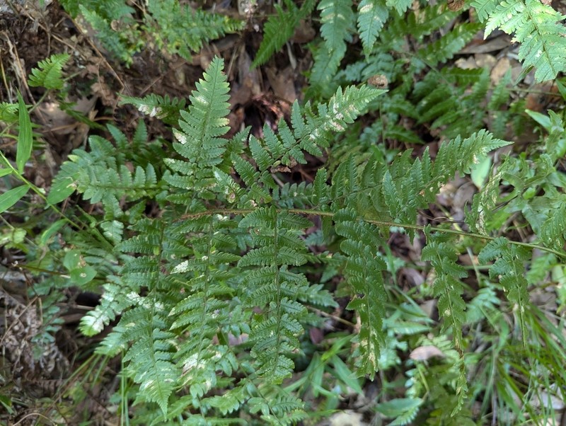 Dryopteris kinkiensis