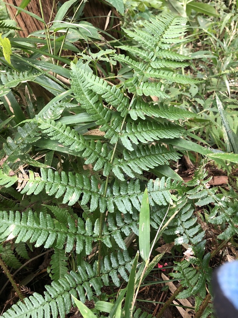 Dryopteris kinkiensis photo 2
