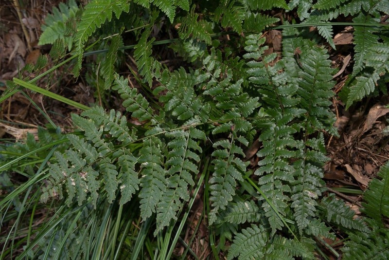 Dryopteris kinkiensis photo 3