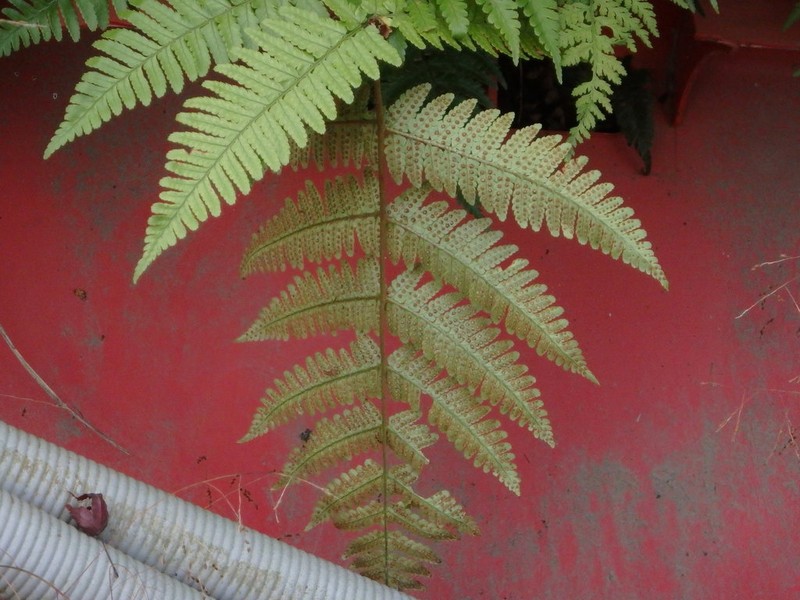 Dryopteris kinkiensis photo 4