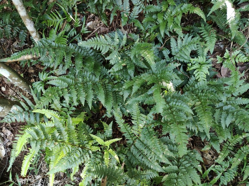 Dryopteris kinkiensis photo 5