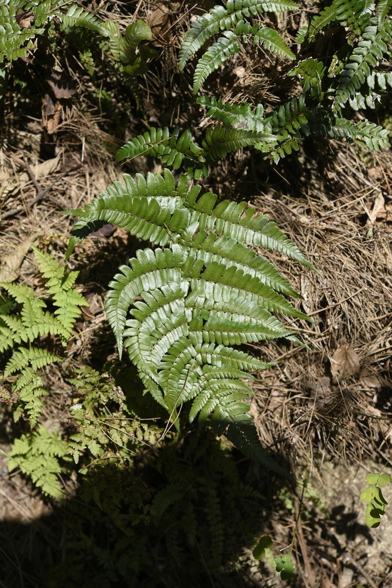 Dryopteris kinkiensis photo 6