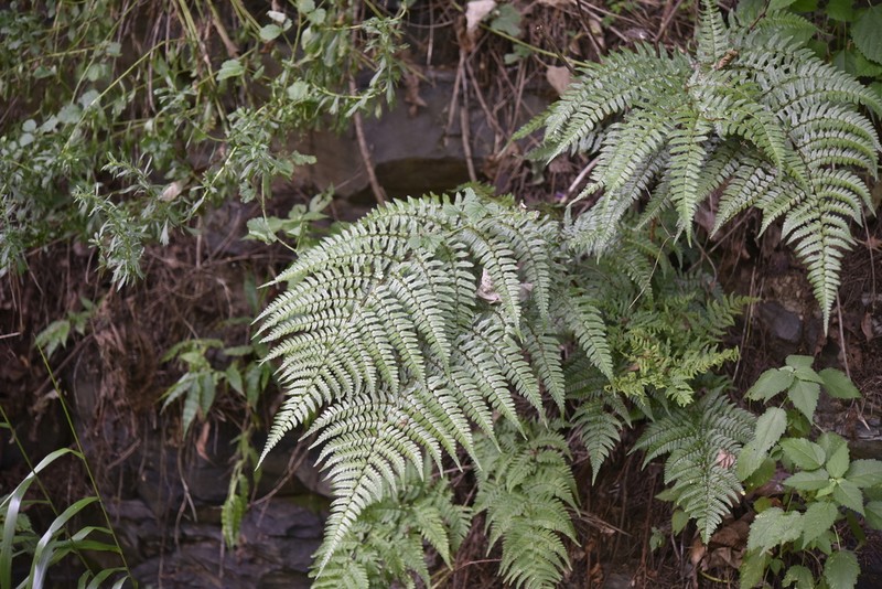 Dryopteris kinkiensis photo 7