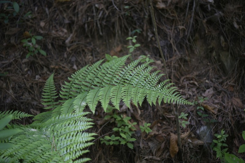 Dryopteris kinkiensis photo 8