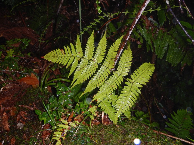 Dryopteris kinokuniensis