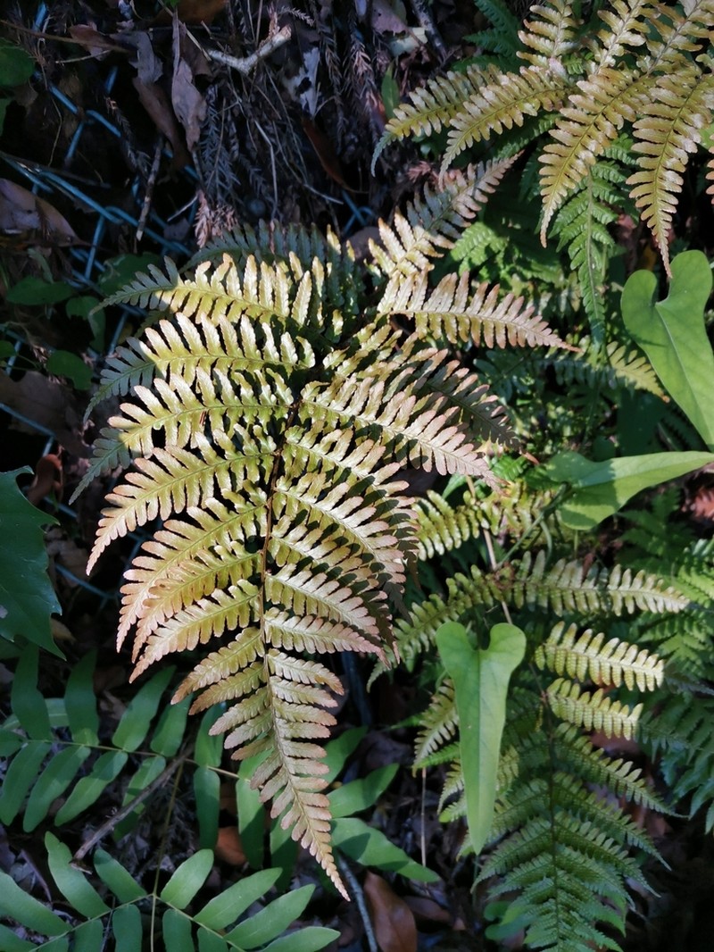 Dryopteris kinokuniensis photo 2