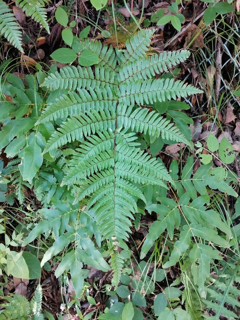 Dryopteris kinokuniensis photo 3