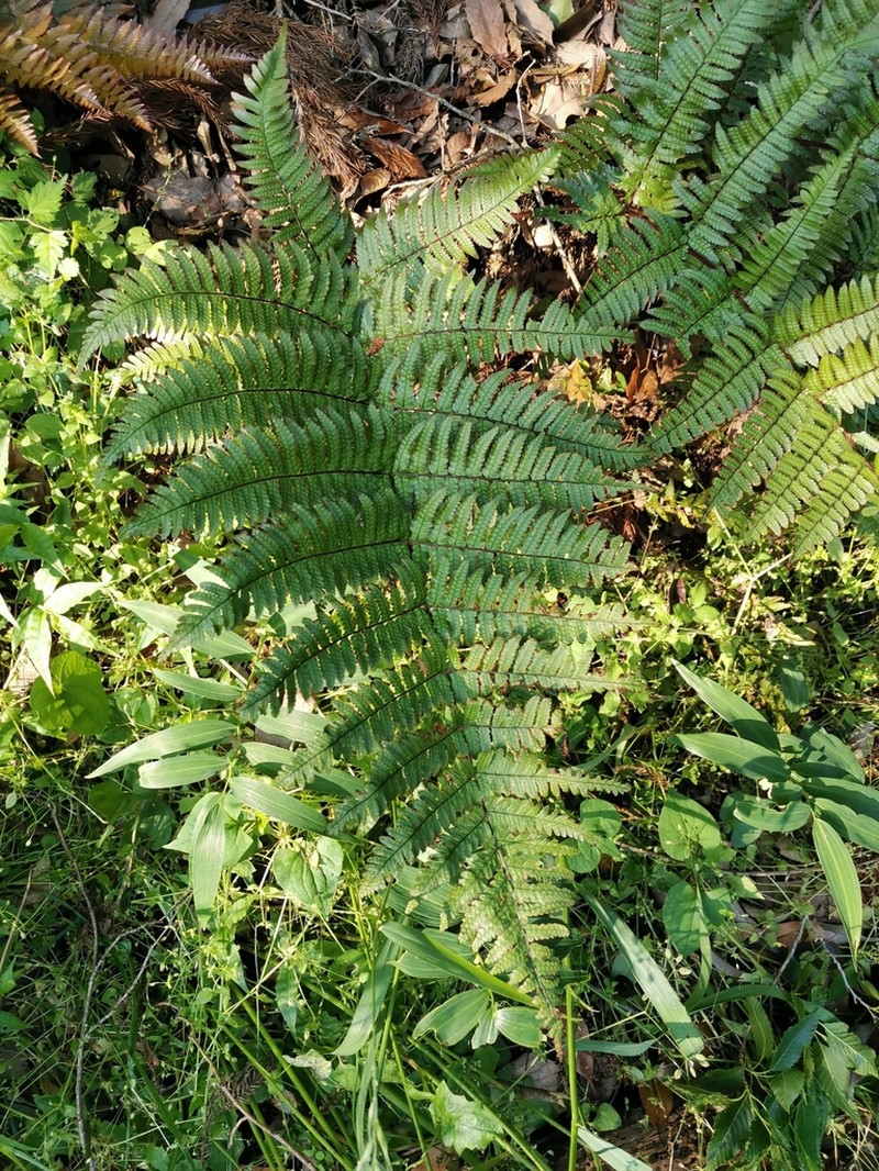 Dryopteris kinokuniensis photo 4