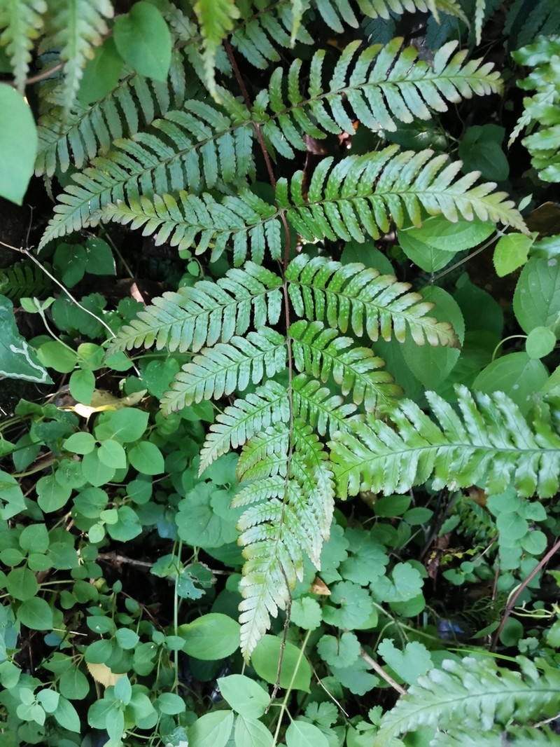 Dryopteris kinokuniensis photo 5