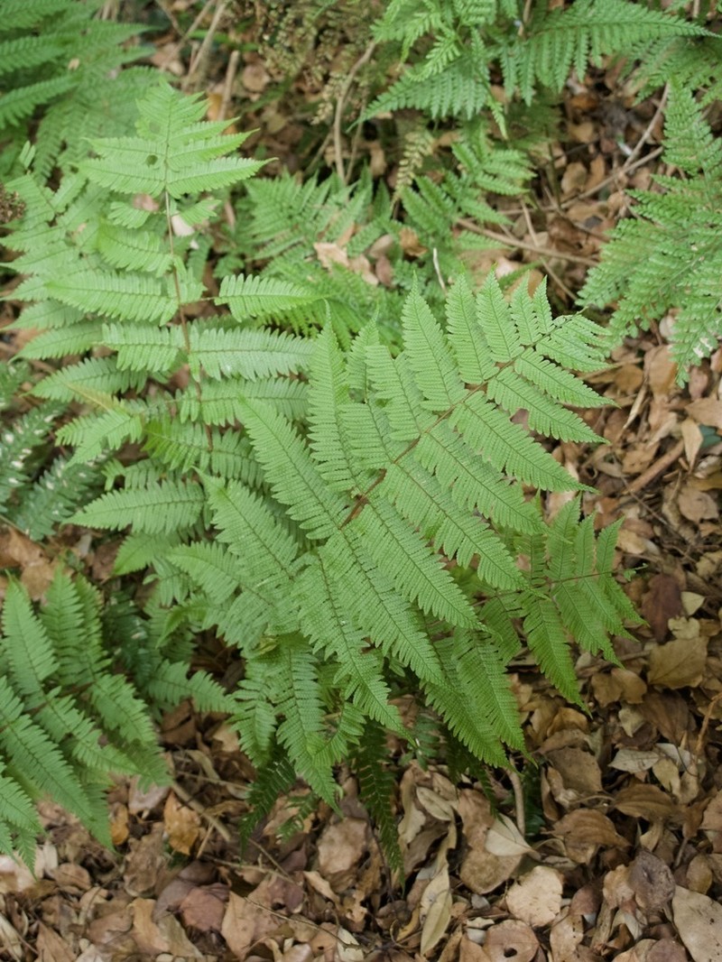 Dryopteris kinokuniensis photo 6