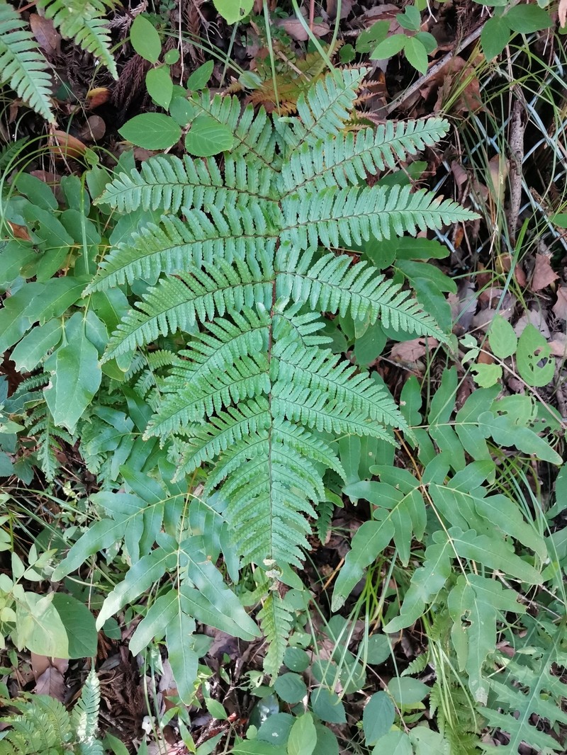 Dryopteris kinokuniensis photo 7