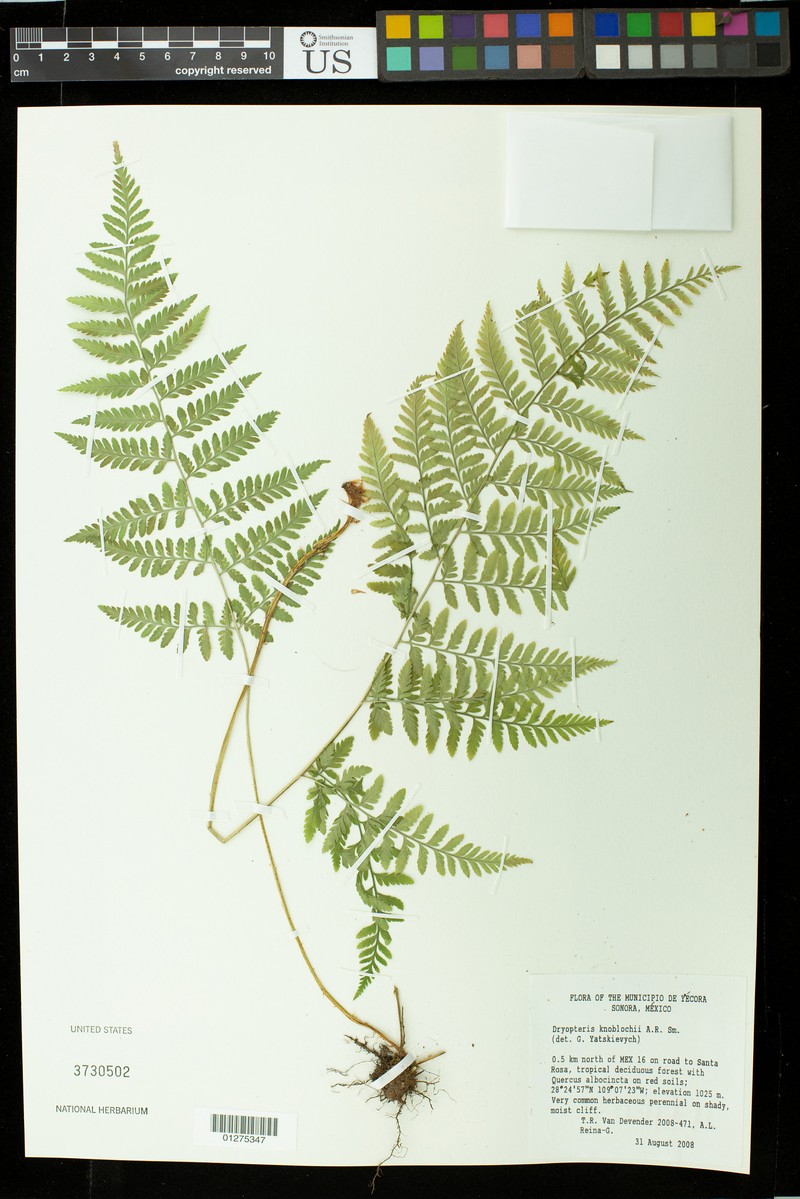 Dryopteris knoblochii