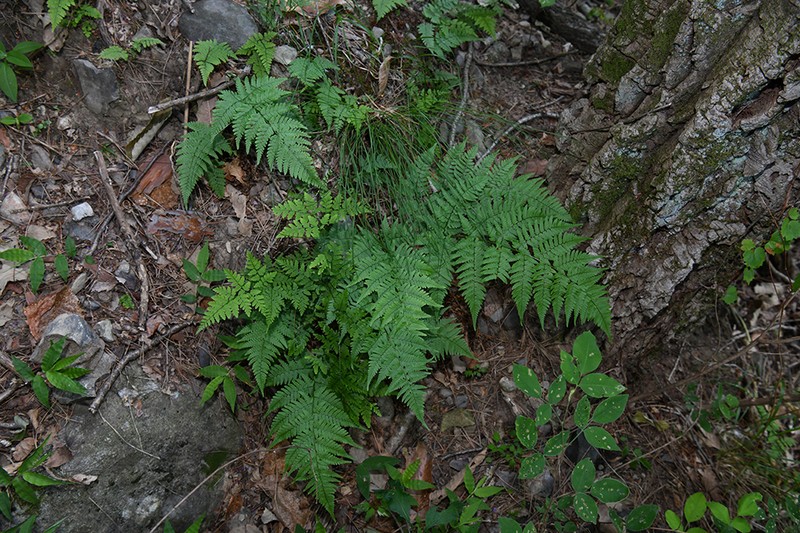 Dryopteris kobayashii