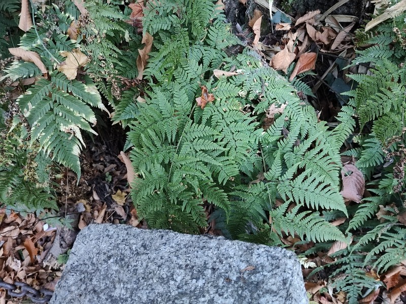 Dryopteris kobayashii photo 3