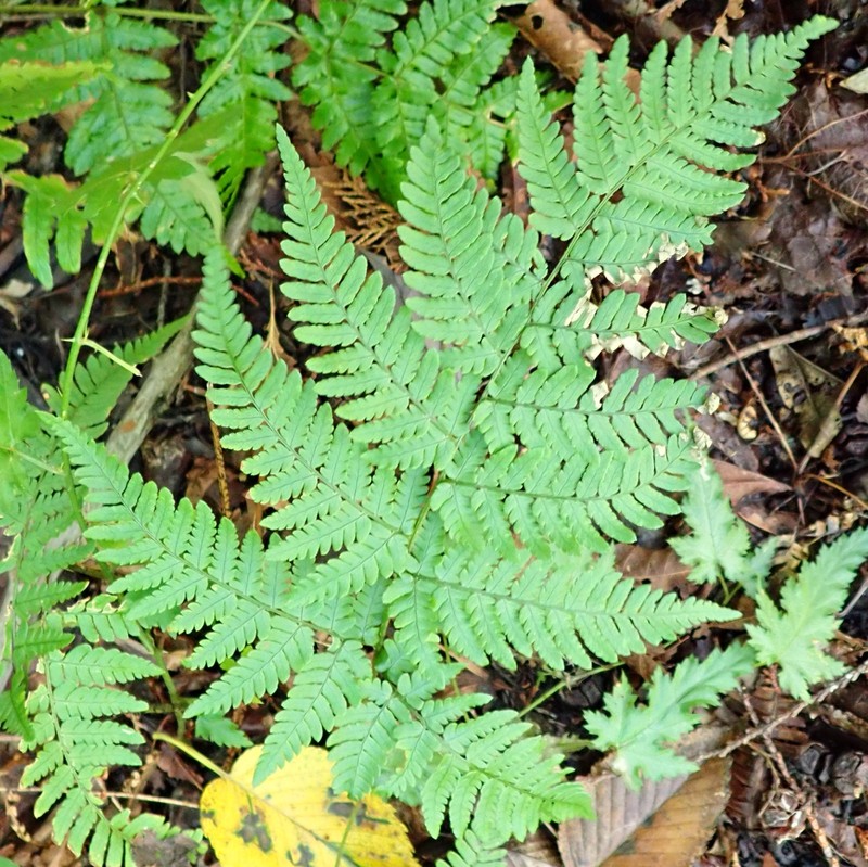 Dryopteris kobayashii photo 4