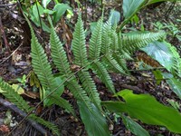 Dryopteris koidzumiana