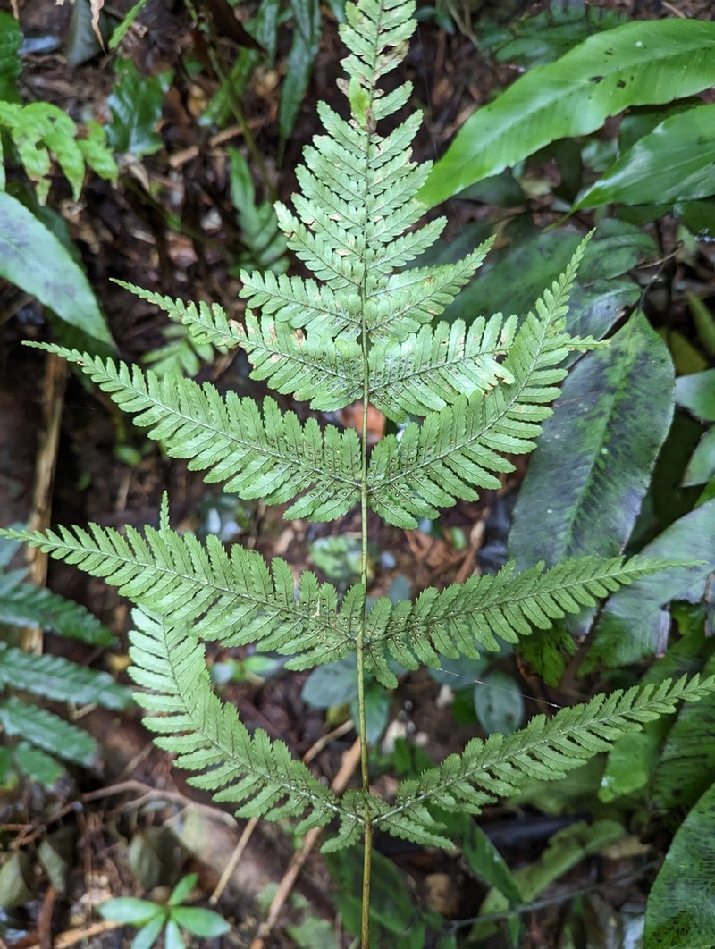 Dryopteris koidzumiana photo 2