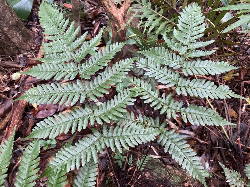 Dryopteris koidzumiana photo 3