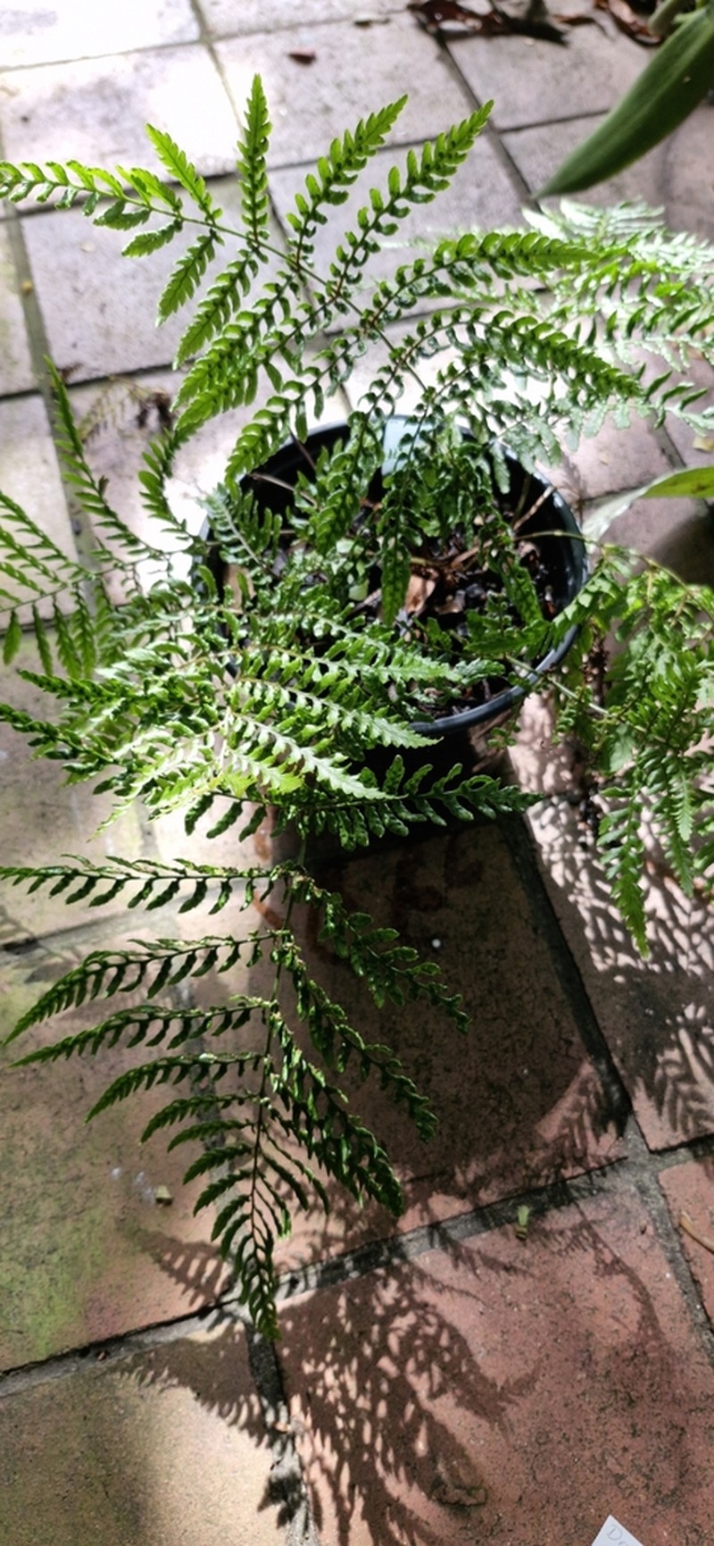 Dryopteris koidzumiana photo 4