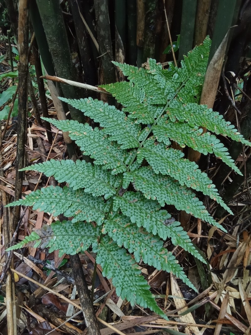 Dryopteris koidzumiana photo 5