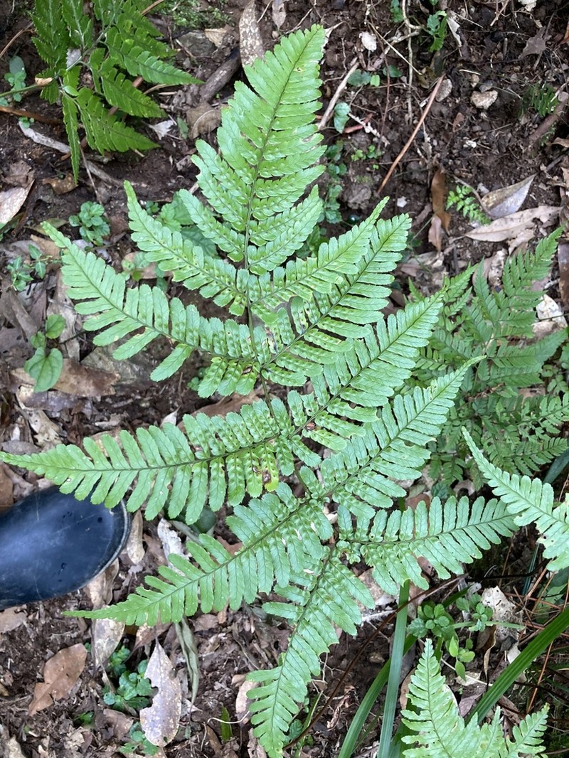 Dryopteris koidzumiana photo 6