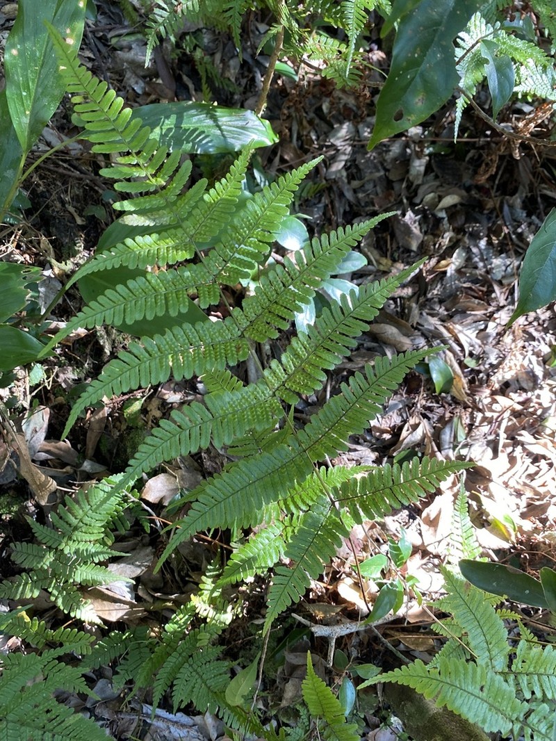 Dryopteris koidzumiana photo 7