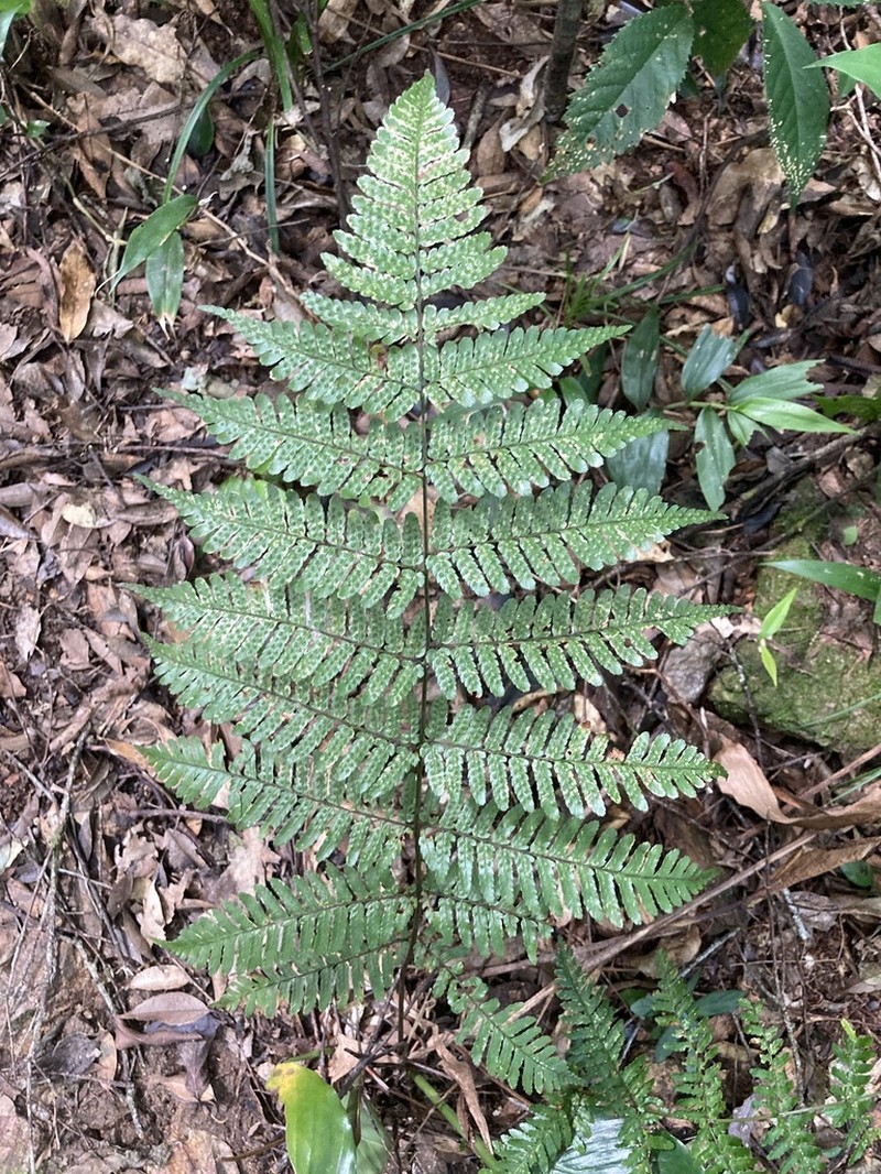 Dryopteris koidzumiana photo 8