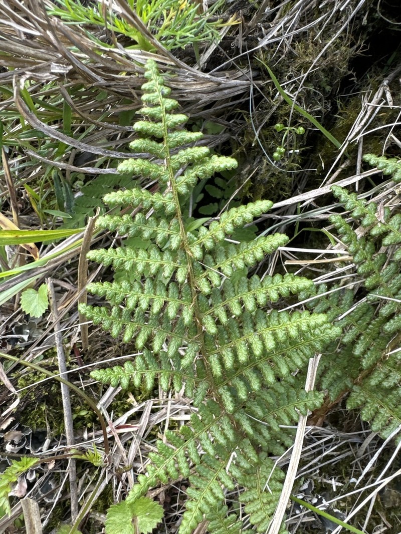 Dryopteris komarovii