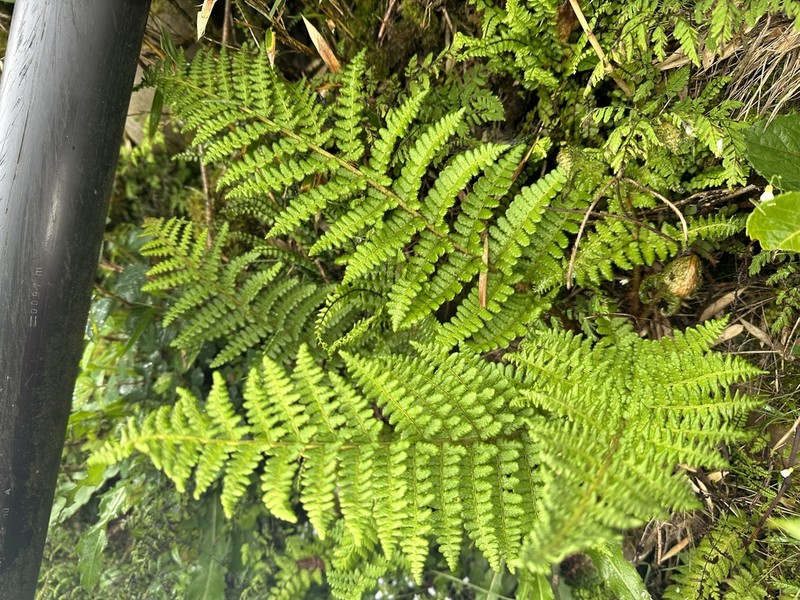 Dryopteris komarovii photo 2