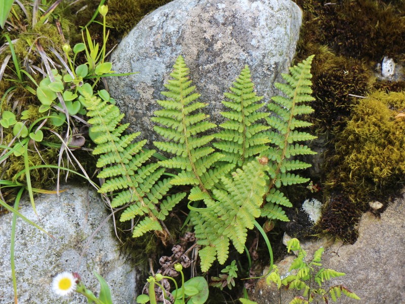 Dryopteris komarovii photo 3