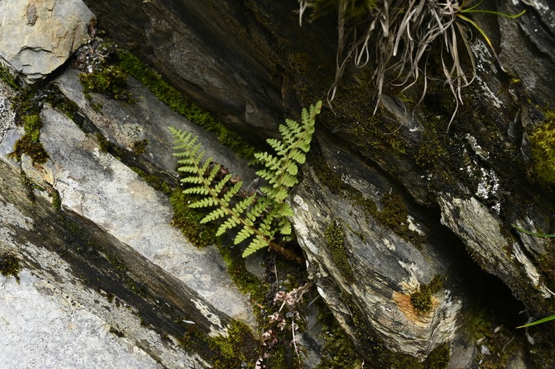 Dryopteris komarovii photo 4