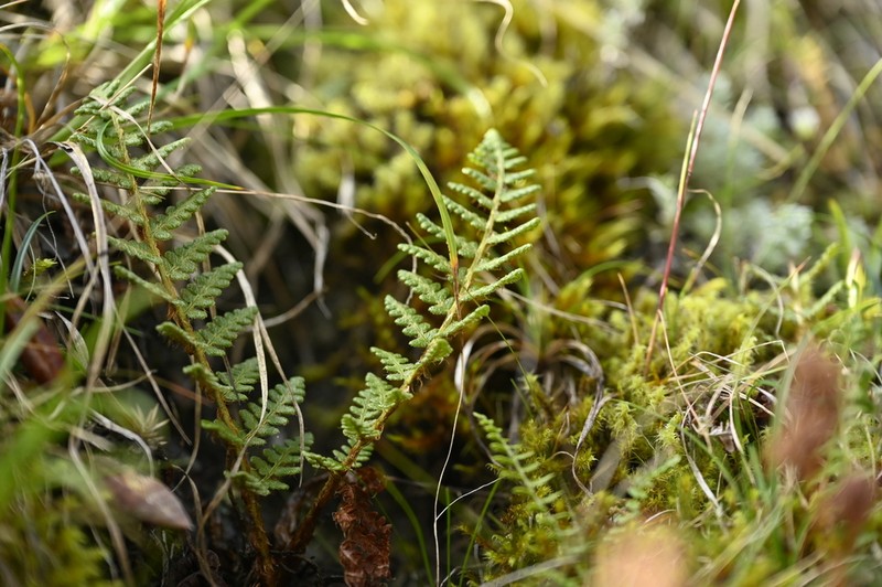 Dryopteris komarovii photo 5