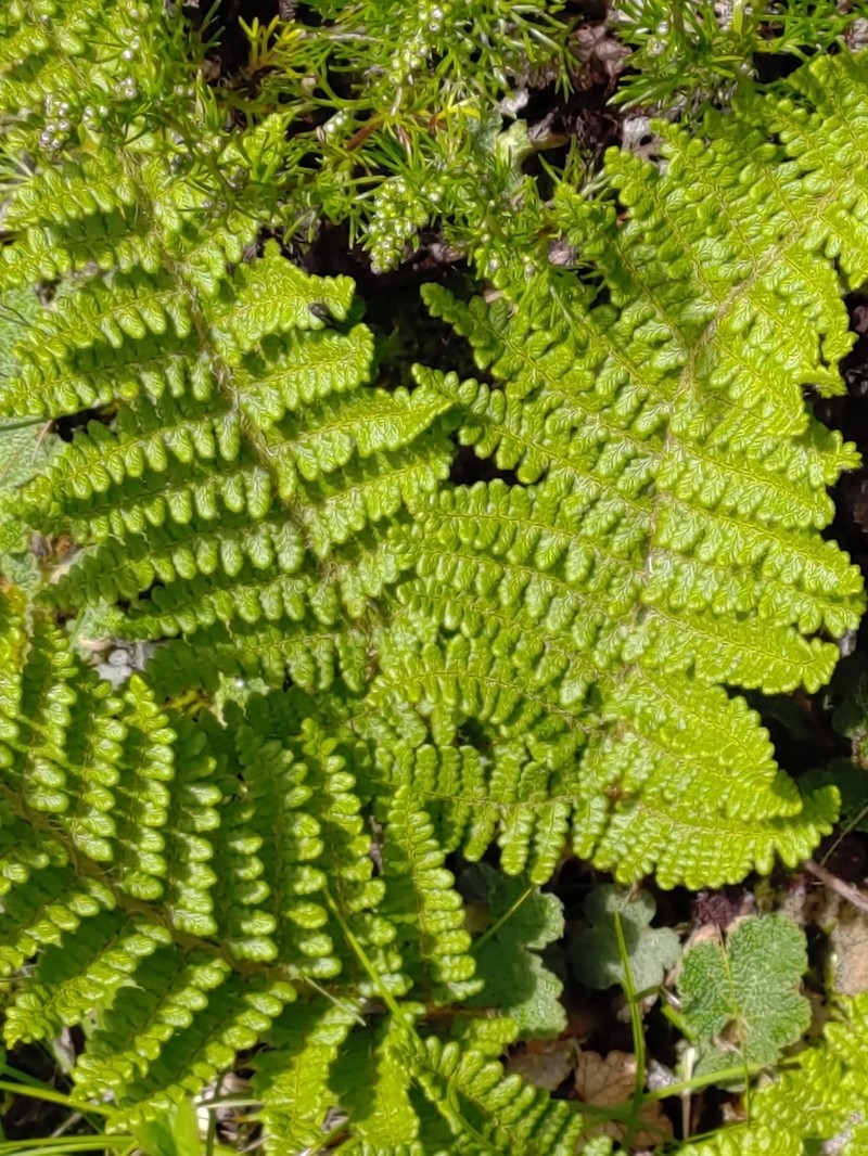 Dryopteris komarovii photo 6