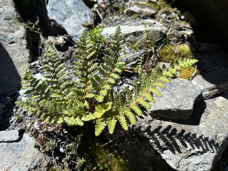 Dryopteris komarovii photo 7