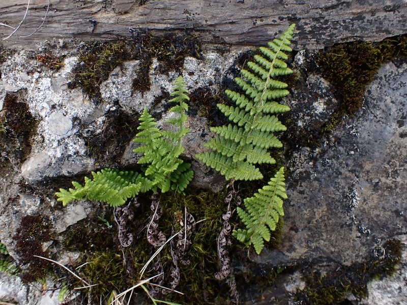 Dryopteris komarovii photo 8