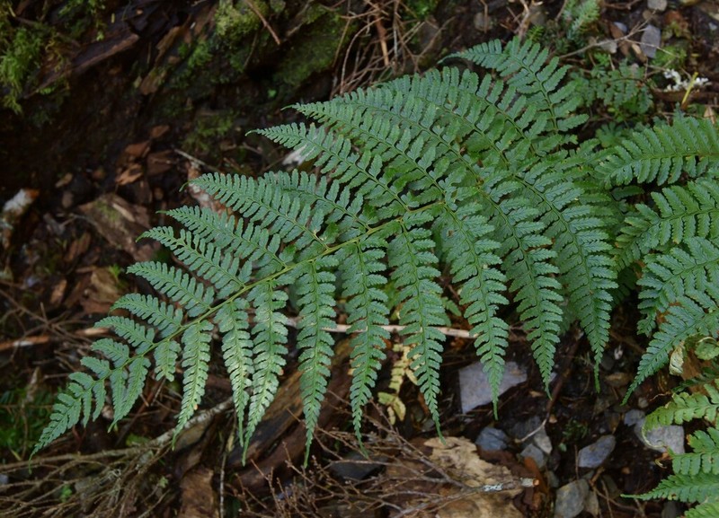 Dryopteris kwanzanensis photo 2