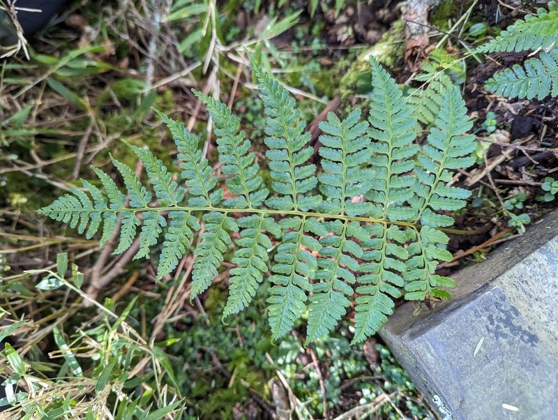 Dryopteris kwanzanensis photo 3