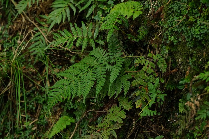 Dryopteris kwanzanensis photo 5