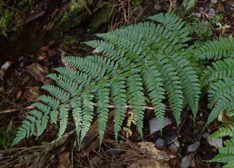 Dryopteris kwanzanensis photo 6