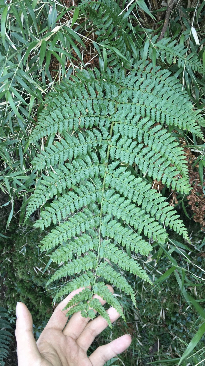 Dryopteris kwanzanensis photo 7