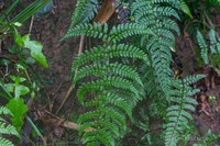 Dryopteris labordei