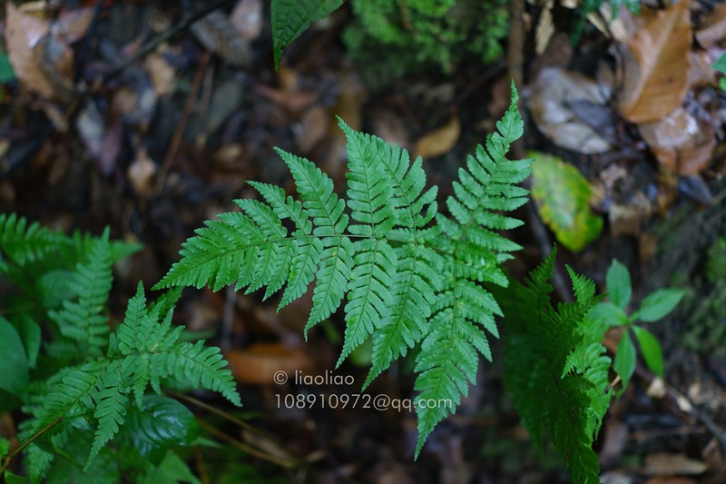 Dryopteris labordei photo 2