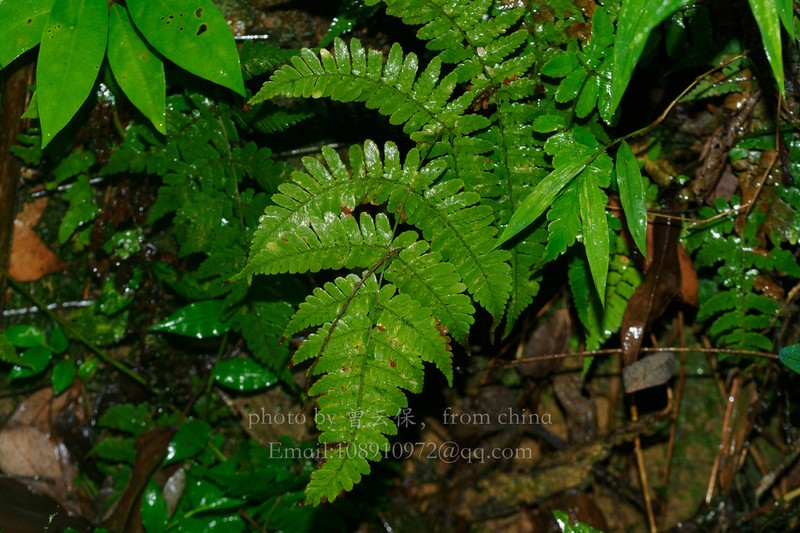 Dryopteris labordei photo 3