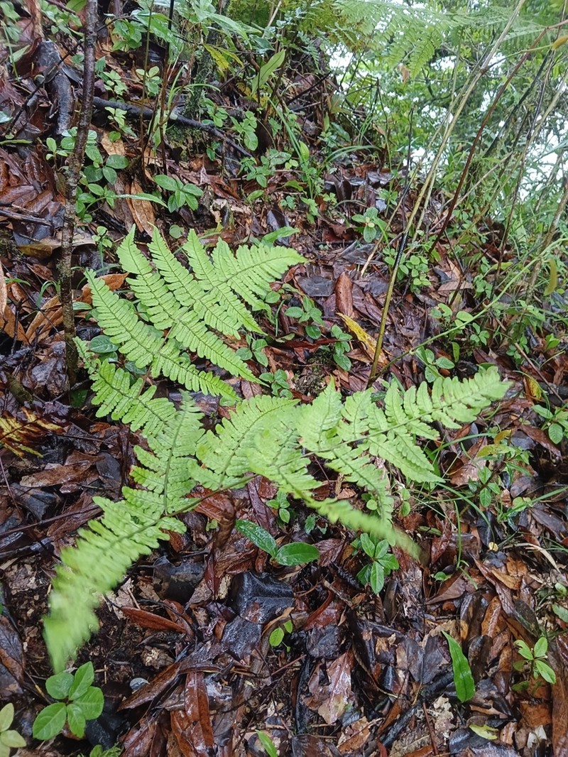 Dryopteris labordei photo 4
