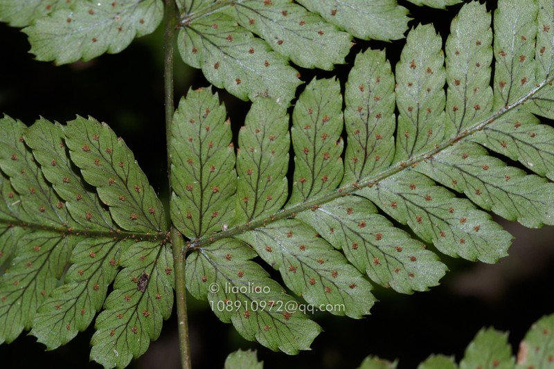 Dryopteris labordei photo 5