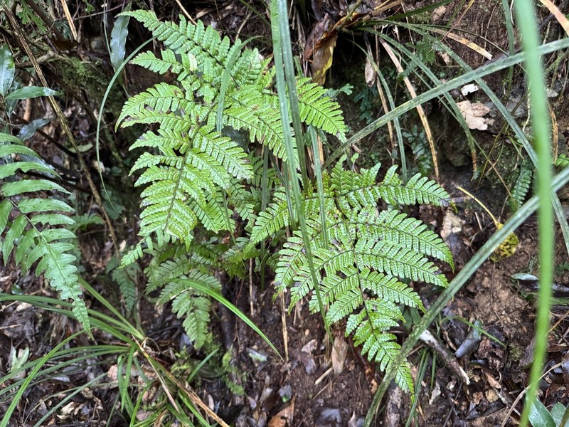 Dryopteris labordei photo 6